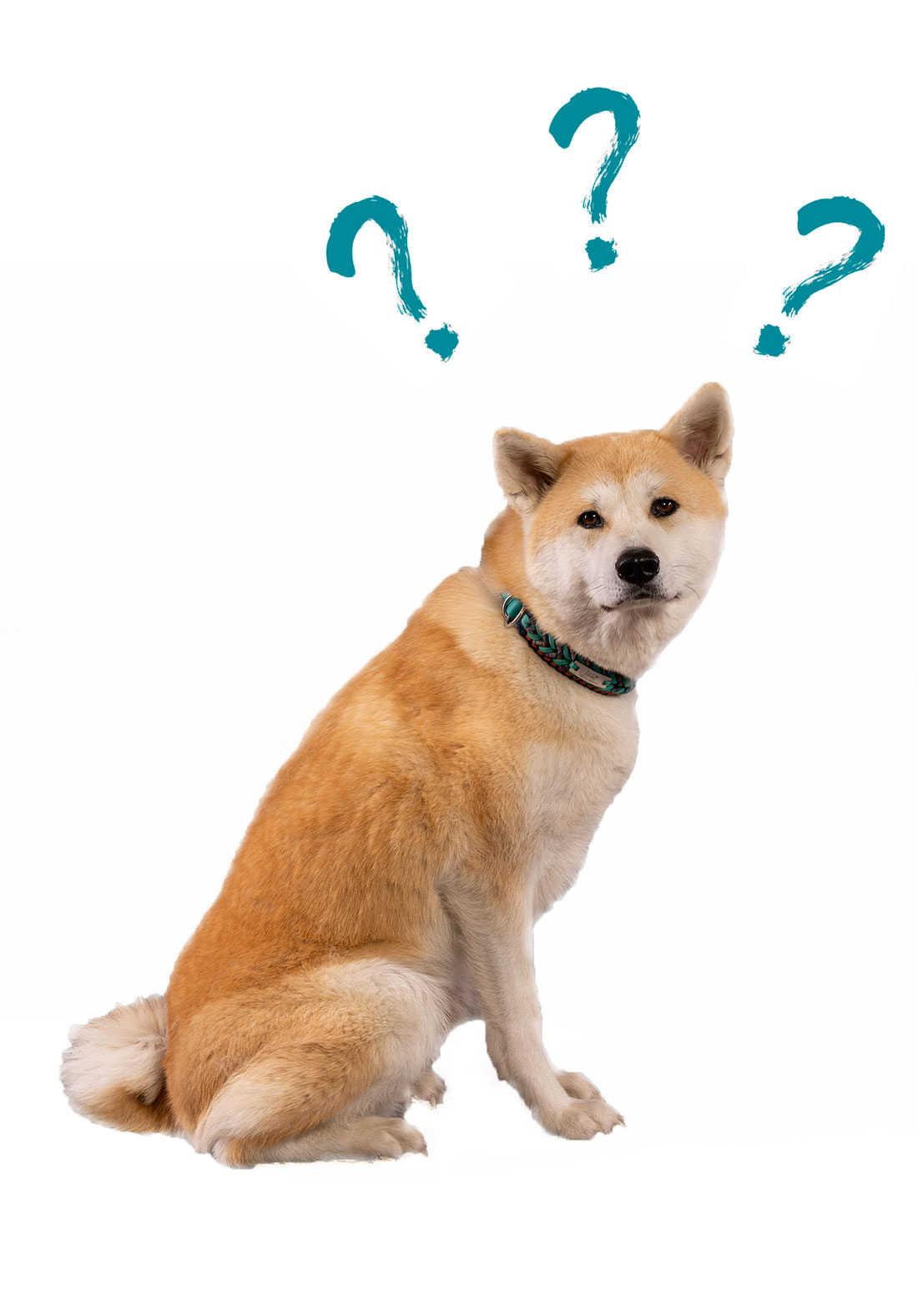 Therapiehund Yoko mit Fragezeichen
